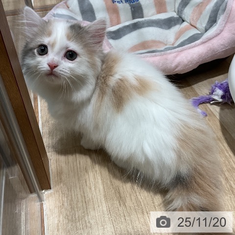 マンチカンの写真