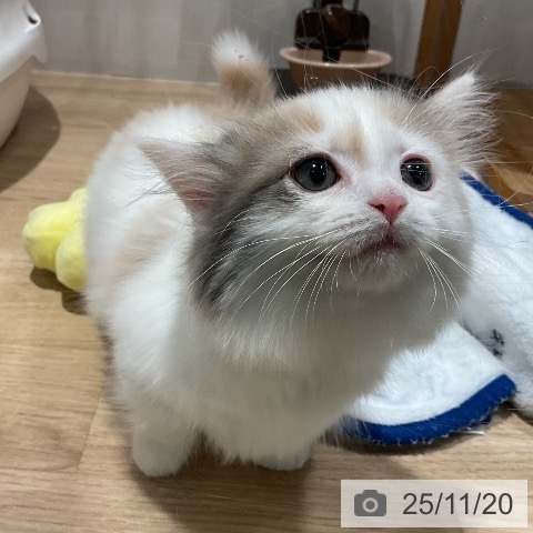 マンチカンの写真