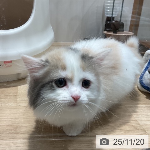 マンチカンの写真