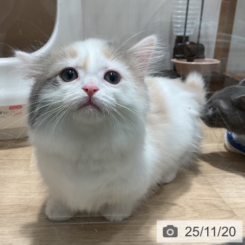 マンチカンの写真