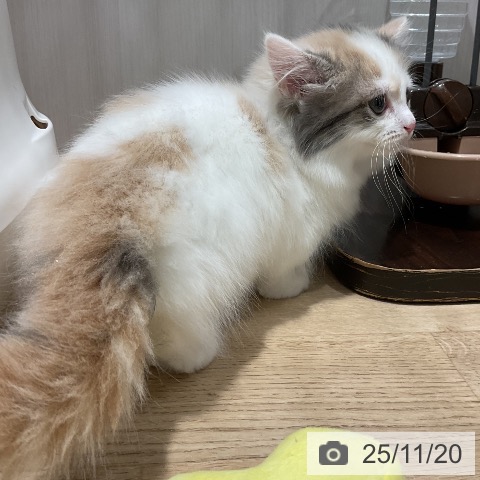 マンチカンの写真