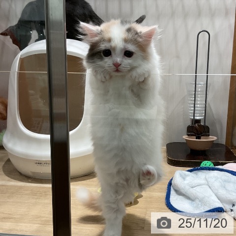 マンチカンの写真