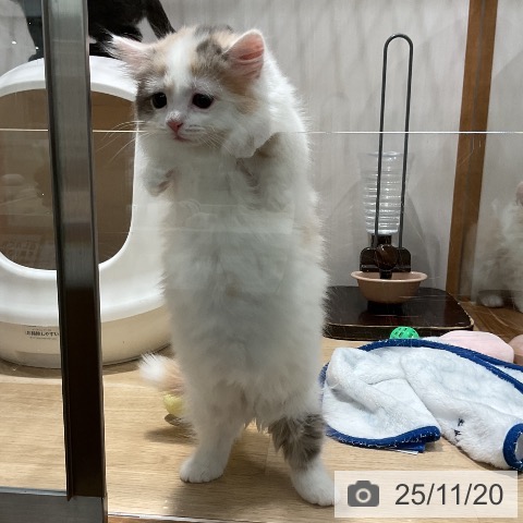 マンチカンの写真