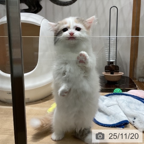 マンチカンの写真