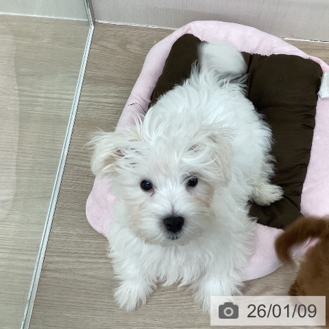 埼玉県のマルチーズ (ペットプラス 八潮店/2025年9月18日生まれ/女の子/ホワイト)の子犬の4枚目の画像