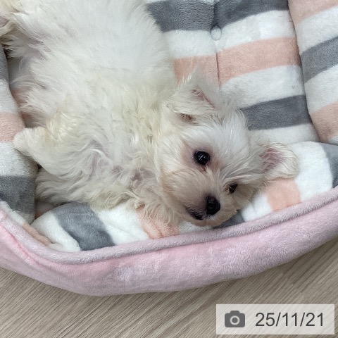 マルチーズの写真