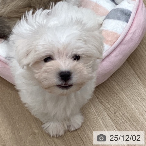 千葉県のマルチーズ (ペットプラス 船橋店/2025年9月18日生まれ/女の子/ホワイト)の子犬の3枚目の画像