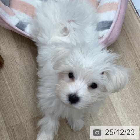 千葉県のマルチーズ (ペットプラス 船橋店/2025年9月18日生まれ/女の子/ホワイト)の子犬の3枚目の画像