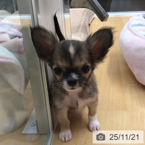 熊本県のチワワ(ロング) (ペットプラス 熊本店/2025年9月18日生まれ/男の子/フォーンホワイト)の子犬の4枚目の画像