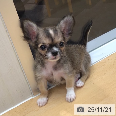 熊本県のチワワ(ロング) (ペットプラス 熊本店/2025年9月18日生まれ/男の子/フォーンホワイト)の子犬の3枚目の画像