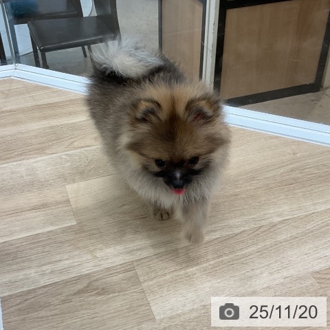 ポメラニアンの写真