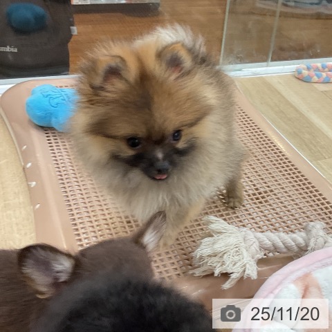 ポメラニアンの写真