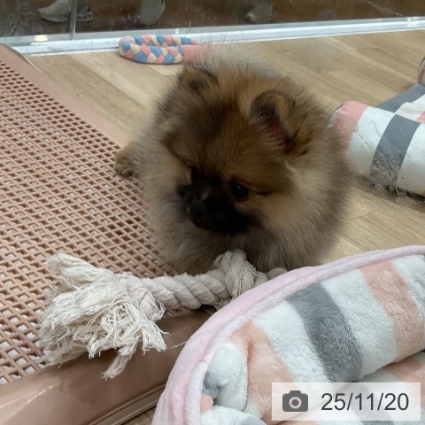 ポメラニアンの写真