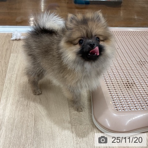 ポメラニアンの写真