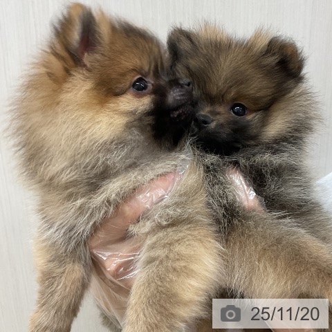 ポメラニアンの写真