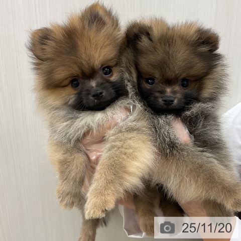 ポメラニアンの写真