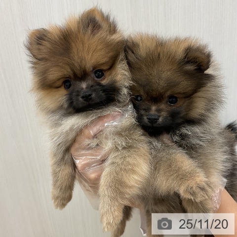 ポメラニアンの写真