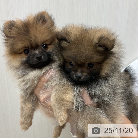 ポメラニアンの写真