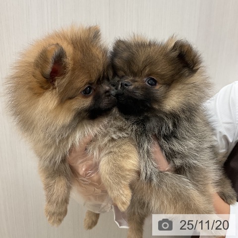 ポメラニアンの写真