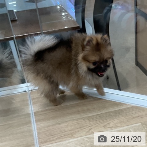 ポメラニアンの写真