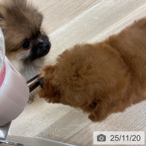 ポメラニアンの写真