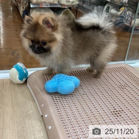 ポメラニアンの写真