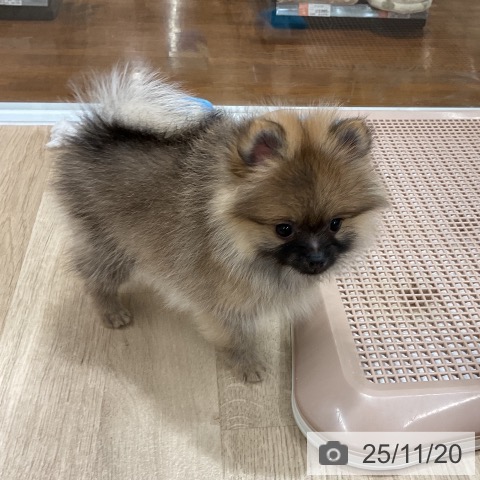 ポメラニアンの写真