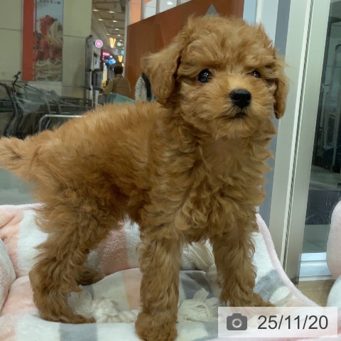 トイ・プードルの写真