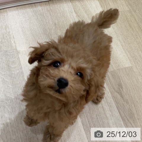 福岡県のトイプードル(トイ) (ペットプラス 香椎浜店/2025年9月11日生まれ/女の子/レッド)の子犬の4枚目の画像