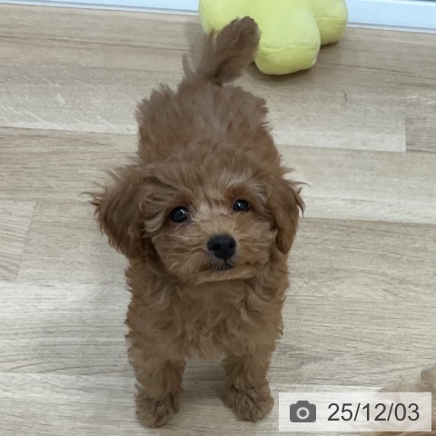 福岡県のトイプードル(トイ) (ペットプラス 香椎浜店/2025年9月11日生まれ/女の子/レッド)の子犬の3枚目の画像