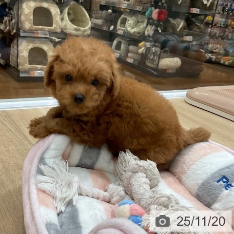 トイ・プードルの写真