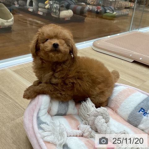 トイ・プードルの写真