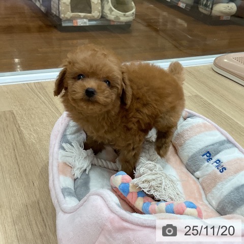 トイ・プードルの写真