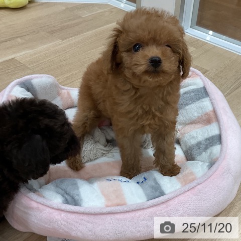 トイ・プードルの写真