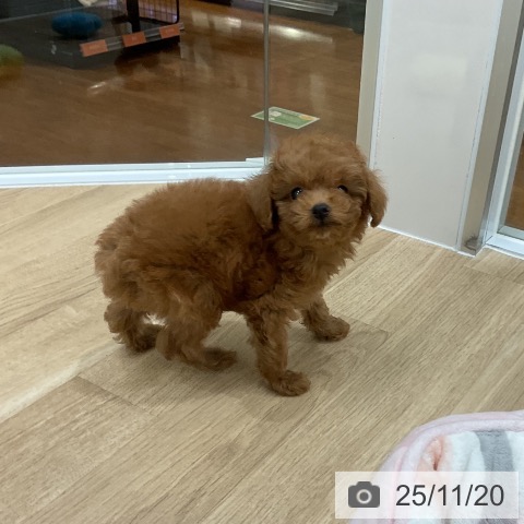 トイ・プードルの写真