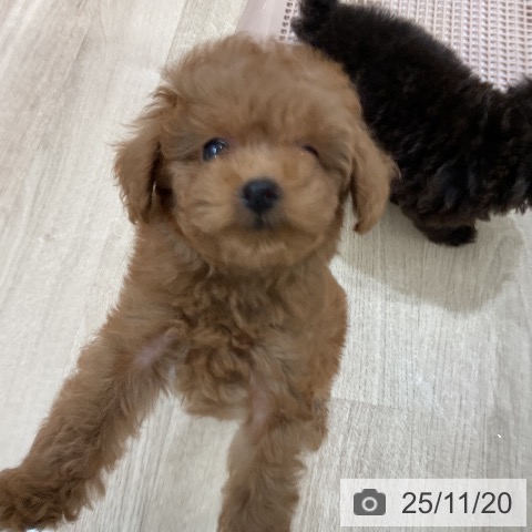 トイ・プードルの写真