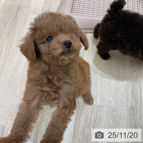 トイ・プードルの写真