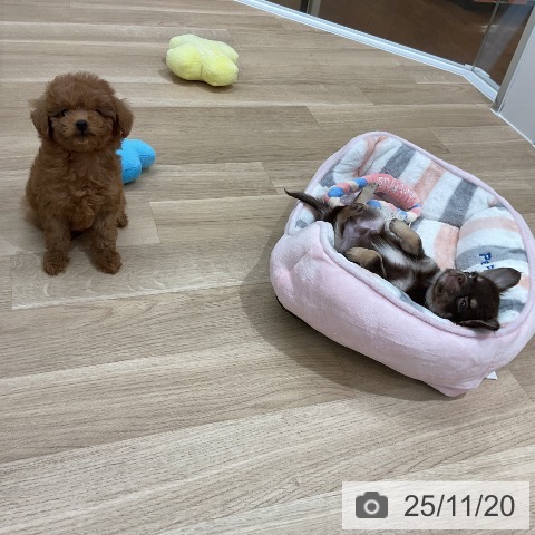 トイ・プードルの写真