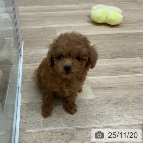 トイ・プードルの写真