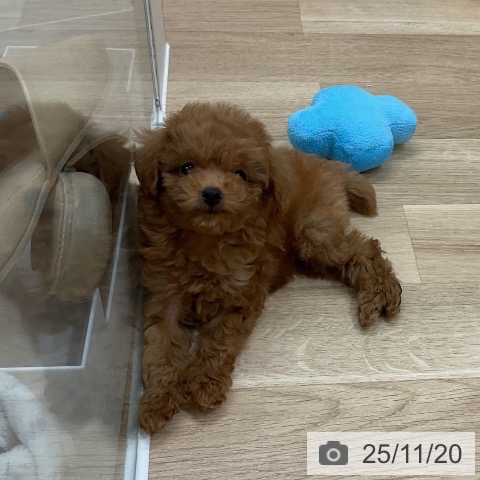 トイ・プードルの写真