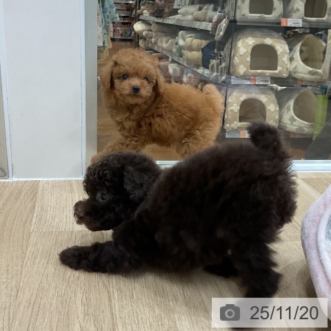 トイ・プードルの写真