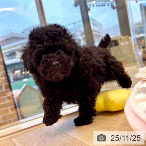 トイ・プードルの写真