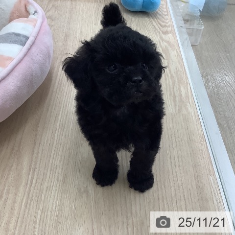 長崎県のトイプードル(トイ) (ペットプラス 長崎店/2025年9月18日生まれ/女の子/ブラック)の子犬の4枚目の画像