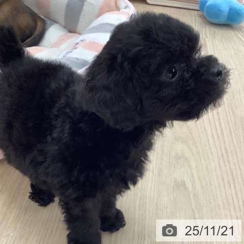 長崎県のトイプードル(トイ) (ペットプラス 長崎店/2025年9月18日生まれ/女の子/ブラック)の子犬の3枚目の画像