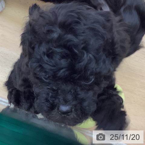 トイ・プードルの写真