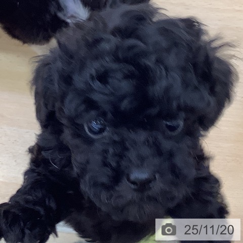 トイ・プードルの写真