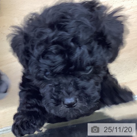 トイ・プードルの写真