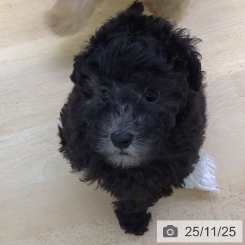 トイ・プードルの写真