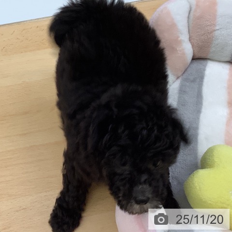 トイ・プードルの写真