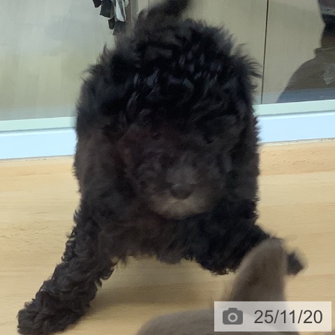 トイ・プードルの写真